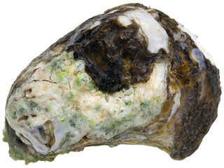 Fresh Oyster from Surat Thani, Thailand Isolated on White Background © Metha