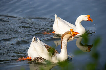 Two white and brown domestic geese swimming in blue water    © Dimitar
