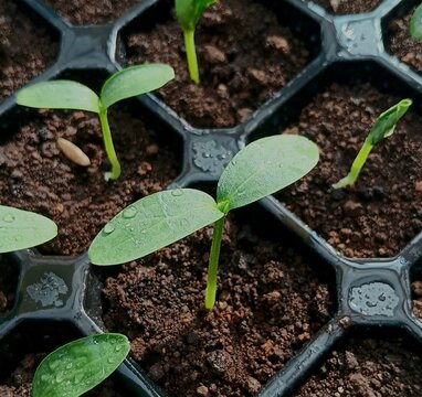 Green Seedling Sprouting from Soil Representing Growth and New Beginning