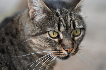 Portrait of a cat © Viktoriia Pletska