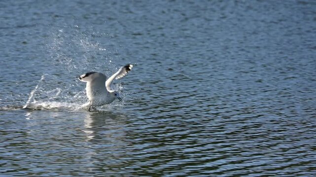 Black Headed Gull (Chroicocephalus ridibundus) in winter plumage making a clumsy landing on a lake before taking off again and flying away. October, Kent, UK [Slow motion x10]