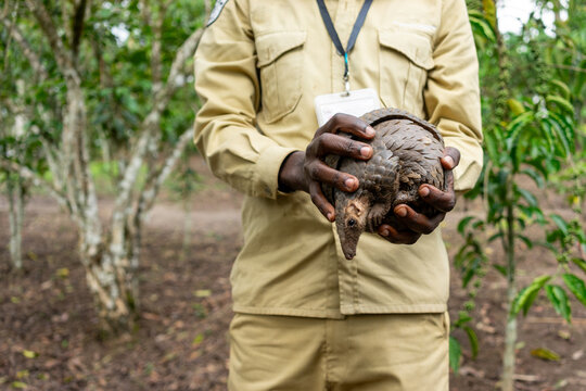 A park ranger carefully holds a small pangolin
