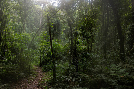 A dark and misty trail through a dense jungle