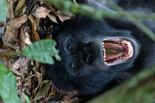 Wild mountain gorilla rests on its back with mouth open