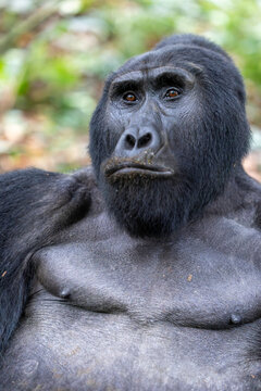 Close up portrait of a pensive male mountain gorilla