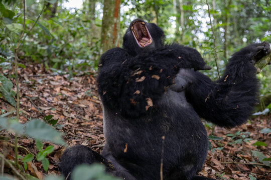 A mountain gorilla yawning widely in the jungle
