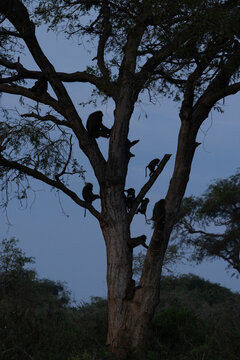 Numerous baboons climbing tree silhouettes against twilight sky