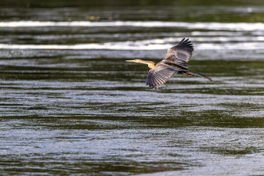Anhinga bird flying low over a dark river
