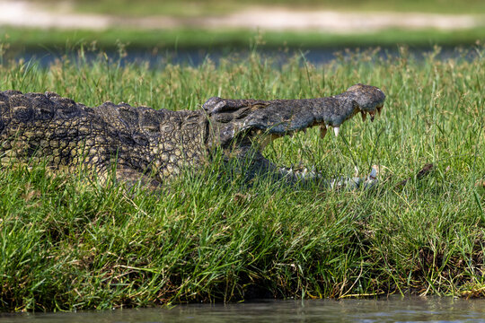 Nile crocodile resting with its mouth open in the grass