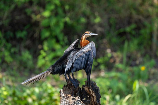 African darter perches on a stump spreading its wings