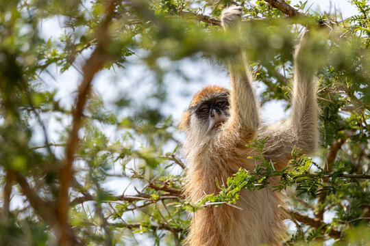 Furry patas monkey hangs in thorny acacia tree