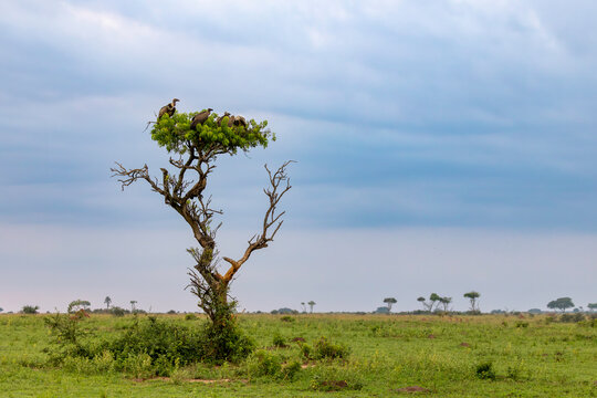 A wake of vultures resting in a single tree on the savanna