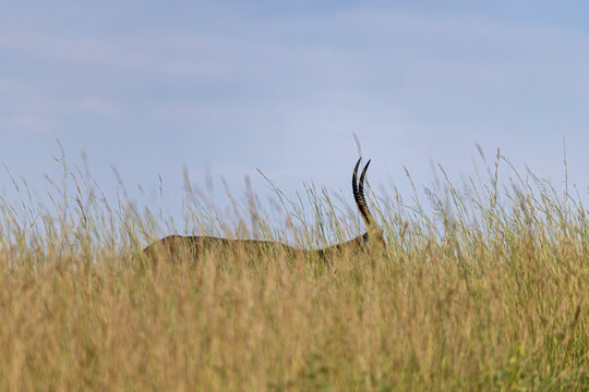 Antelope lying down and hiding in tall grass