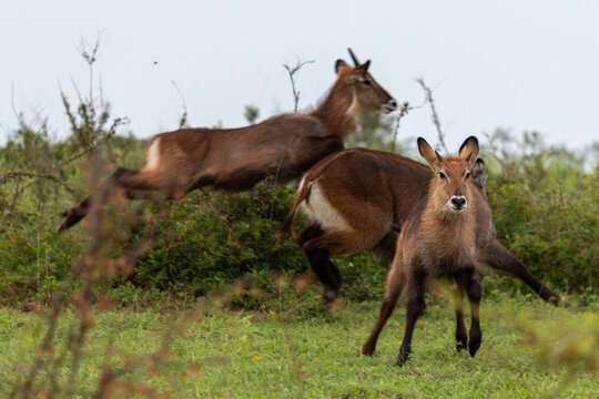 Young waterbuck calf stares as others leap in the background