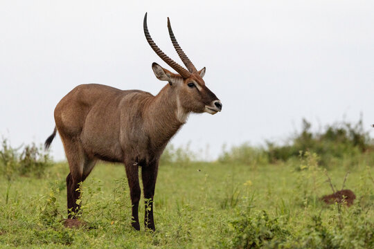 A beautiful male waterbuck stands tall in a green grassy field