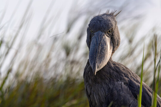 An intense shoebill stork staring directly at the camera