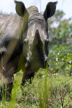 White rhinoceros portrait looking through the tall grass