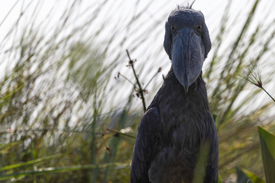 A serious shoebill stork stares forward intensely
