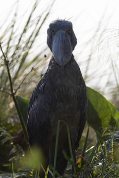 A shoebill stork gives an intense stare in a wetland
