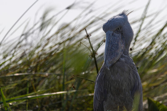 A shoebill stork watching from among the tall grass