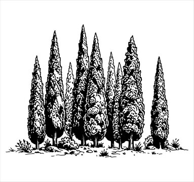 Vintage cypress trees vector illustration. Hand drawn Italian landscape forest graphic design elements
