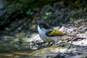 An Ashy Bulbul (Hemixos flavala) with a dark head, grey underparts, and striking yellow-olive wings standing alertly on a muddy riverbank. © manoch