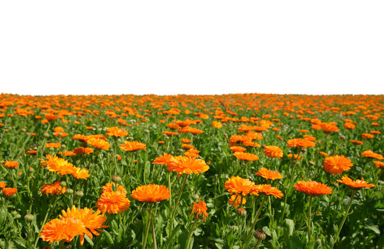 Pot Marigold (Calendula officinalis) on the field isolated on transparent PNG background.