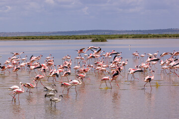 Colorful flamingos congregate in a lake in Amboseli National Park © Sandipan