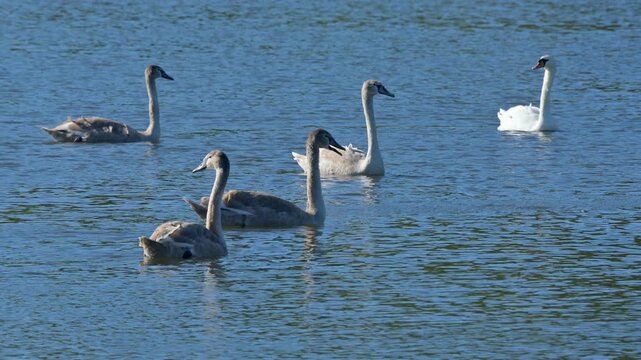 Mute Swan (Cygnus olor) family of an adult and four juveniles together on a lake. October, Kent, UK [Half speed]