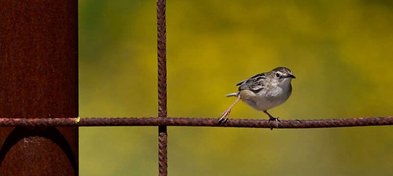 Zitting cisticola // Zistens&auml;nger, Cistens&auml;nger (Cisticola juncidis) 