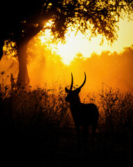 Waterbuck silhouette at sunset © Tom's Wildlife