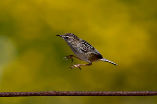 Zitting cisticola jumping on a fence // Zistens&auml;nger (Cisticola juncidis)