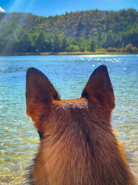 CLOSE UP: Back view of a dog with alert ears looking across the crystal clear water of Lake Predil in Italy that sparkles in the warm summer sun. Curious pet and the beauty of pristine alpine nature.