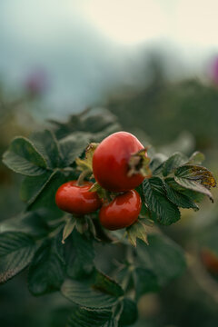 red fruit of rose  on a branch