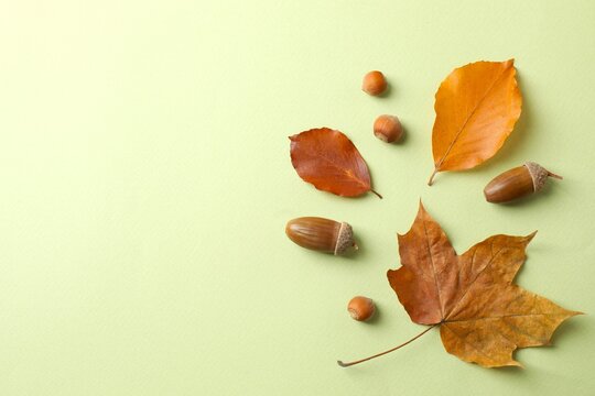 Autumn flat lay featuring colorful leaves, nuts and acorns on textured green background with space for text. Perfect for Thanksgiving day. Top vertical view