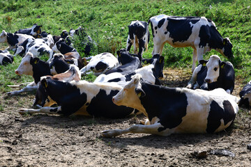 Herd of Black and White Dairy Cows Resting in a Sunny Pasture © Gabriela
