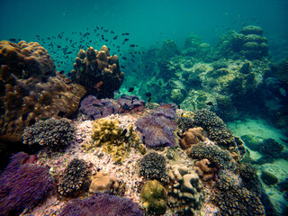 Underwater view of a rich and healthy coral reef thriving with soft and hard corals, anemones, and small tropical fish in the clear blue sea of the Gulf of Thailand, Chumphon province © Tongik