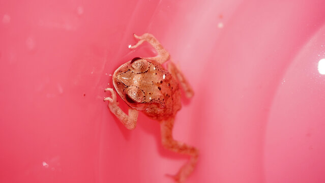 Tiny brown frog clinging to smooth pink plastic surface, seen from above with detailed skin texture and slender legs spread out.