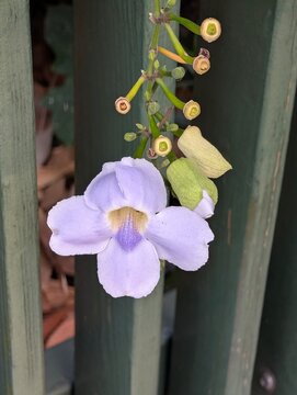 Lavender Thunbergia Flower Against Green Fence