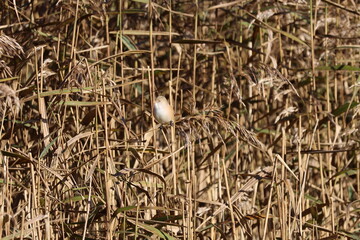 the female bearded tit (Panurus biarmicus) © sundodger