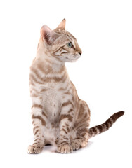 bengal cat in studio © cynoclub