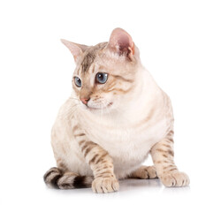 bengal in studio © cynoclub