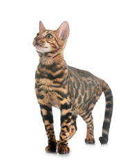 bengal kitten in studio © cynoclub