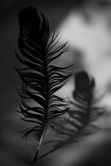 Feather © Gyula
