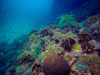 Underwater view of a rich and healthy coral reef thriving with soft and hard corals, anemones, and small tropical fish in the clear blue sea of the Gulf of Thailand, Chumphon province. © Tongik