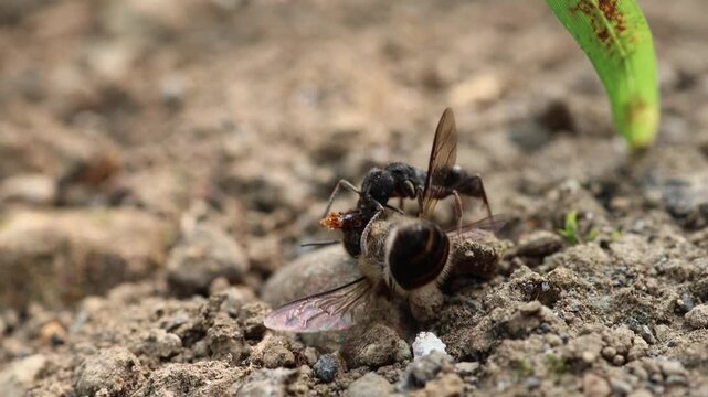 Macro Shot of Black Ant Attacking and Dragging Honeybee on Ground