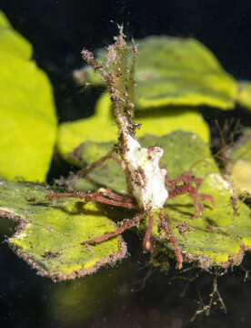 arrowhead crab, Huenia heraldica, also known as the Halimeda crab, a small marine decorator crab famed for its uncanny camouflage