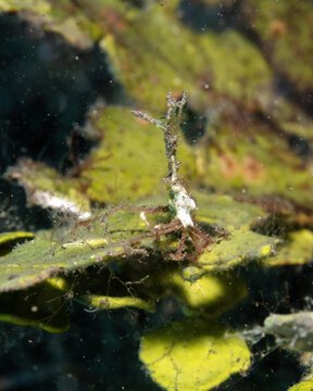 arrowhead crab, Huenia heraldica, also known as the Halimeda crab, a small marine decorator crab famed for its uncanny camouflage