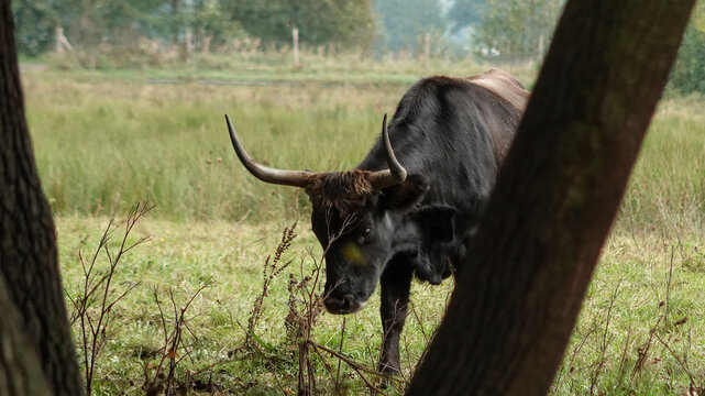 Aurochs grazing on a meadow behind trees in Dissen, Germany