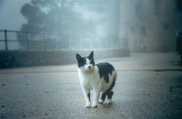 Black and white street cat standing in foggy morning © Kamil